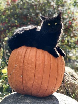  Autumn on the farm | Black cat edition🍁🐈‍⬛🍃