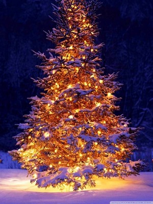 Beautiful Christmas Tree🎅