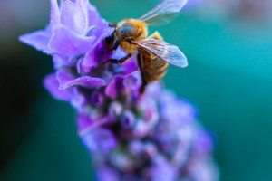  Bee