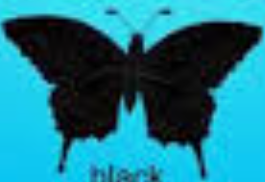  Black butterfly, kipepeo