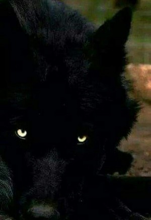  Black Волки