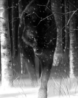  Black 狼
