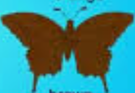  Brown mariposa