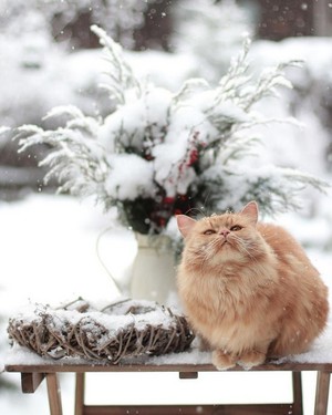  Kucing In Snow ☃️