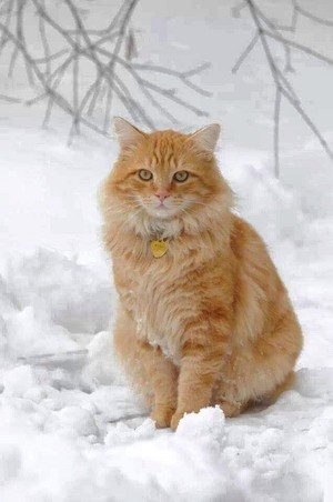  mèo In Snow ☃️
