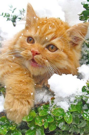  mèo In Snow ☃️