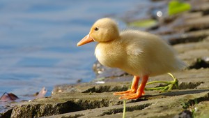 duckling سے, دکلانگ