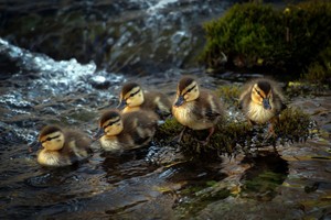  Ducklings