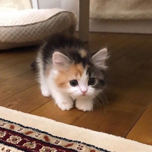  Kitten say hi to Du