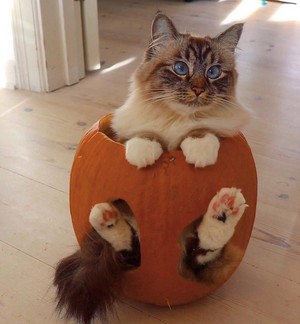  pumpkin, boga cat
