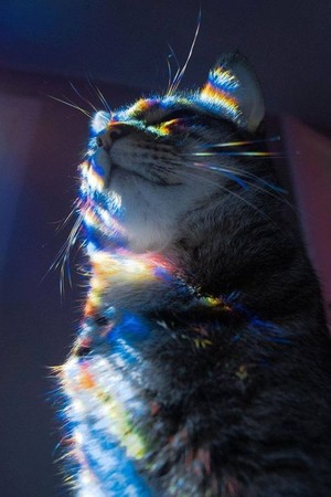  arco iris, arco-íris cat