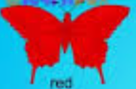  Red borboleta