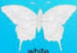  White প্রজাপতি
