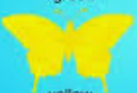  Yellow vlinder