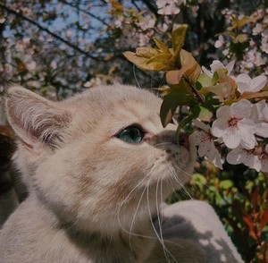  cat with Blumen