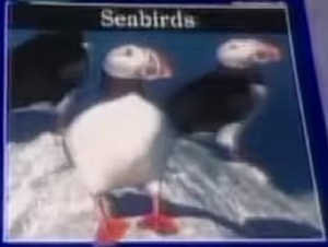  seabirds