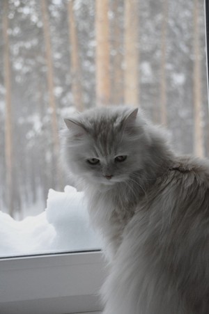  ネコ In Snow ☃️