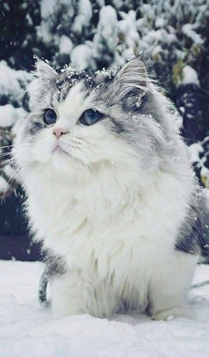  Katzen In Snow ☃️