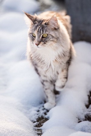  बिल्ली In Snow ☃️