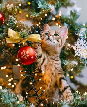  क्रिस्मस बिल्ली For Berni 😸