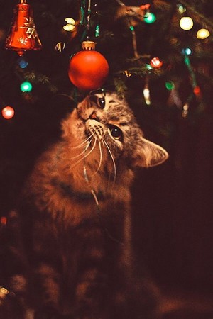  क्रिस्मस बिल्ली For Berni 😸