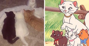  Family Named After The Aristocats