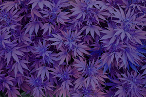 Purple Cannabis
