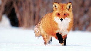  Red rubah, fox