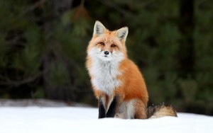  Red rubah, fox