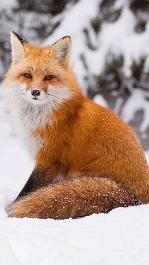  Red cáo, fox