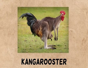  kangarooster