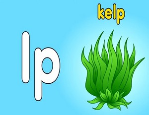  kelp