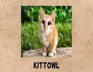  kittowl