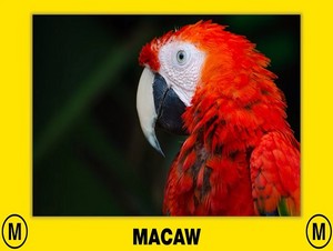  macaw