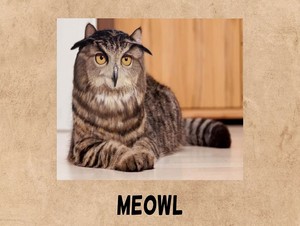  meowl