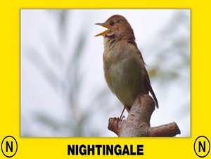  nightingale
