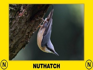  nuthatch