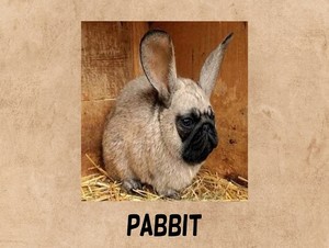  pabbit