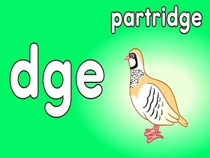 chim đa đa, partridge