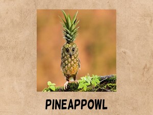 pineappowl