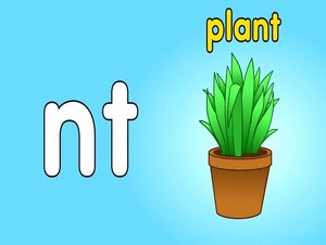  plant