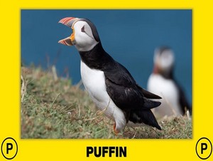 puffin