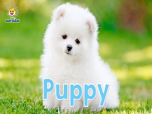 puppy
