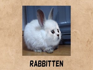  rabbitten