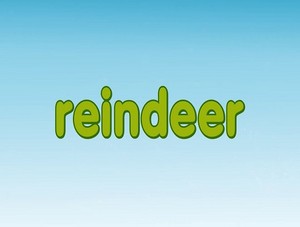  reindeer