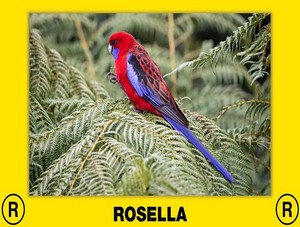 rosella
