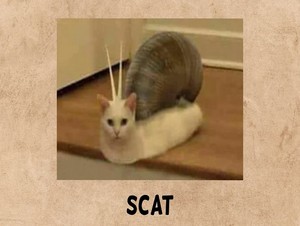  scat