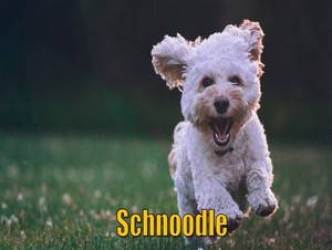  schnoodle