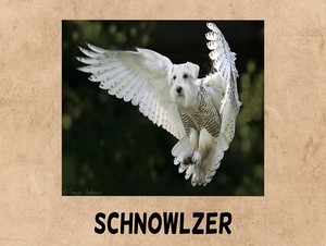 schnowlzer