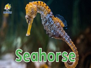  seahorse